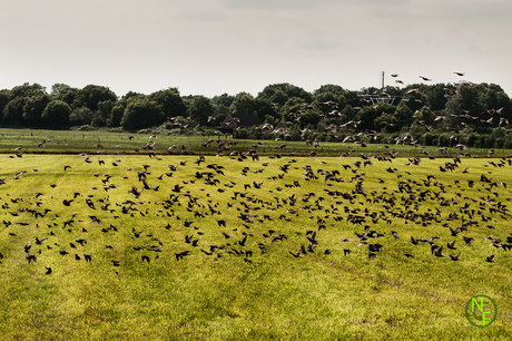 Vogels in het veld