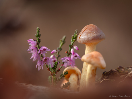 Bloeiende hei bij zwavelkopje