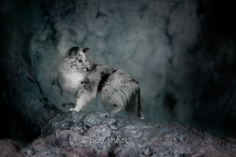 hondenfotografie in grot