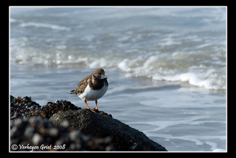 Lonely bird