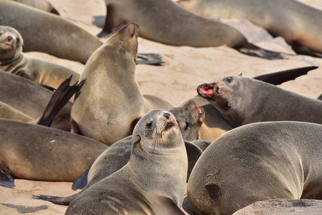 Seals