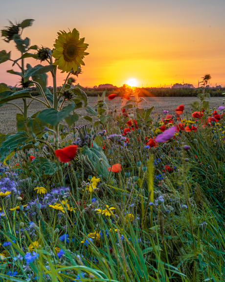 Bloemrijke akkerranden, Reiderwolderpolder.