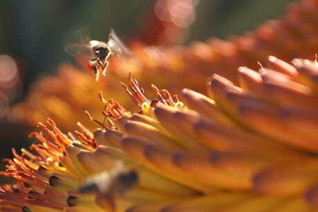 Insect in Swaziland