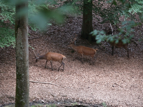 Drie herten