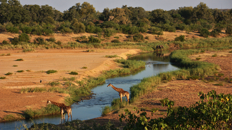 Giraffen bij de rivier