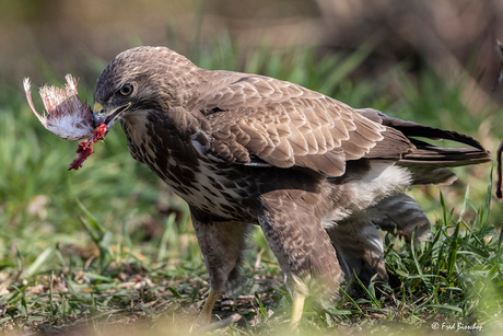 Buizerd geniet van zijn maaltijd