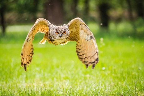 Oehoe in vlucht