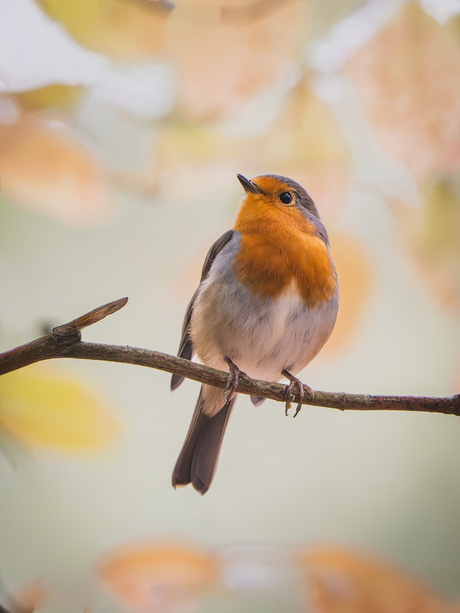 Roodborstje tussen de herfstbladeren