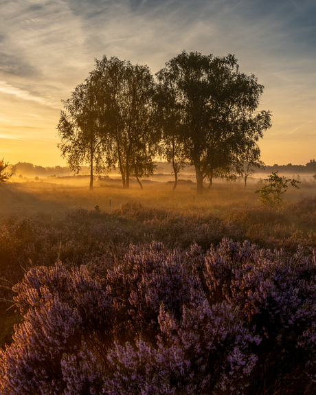 Kalmthoutse Heide