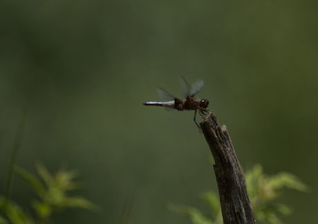 Libelle touch-down