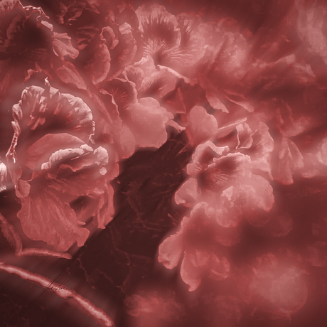 geraniums