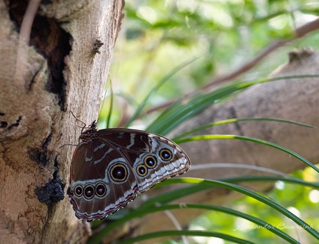 Vlinder - Morpho helenor 