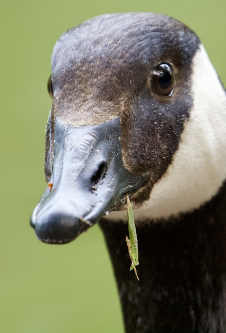 Canadese gans