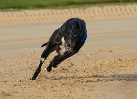 Greyhound