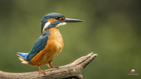 De Wachter van het Water 🧡💙