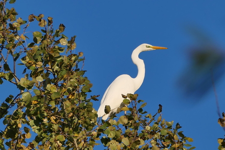 Grote Zilverreiger