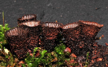 Gestreept vogelnestje