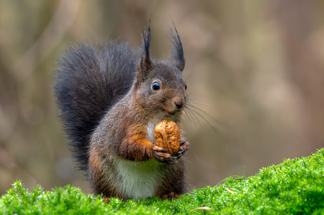 Eekhoorn met walnoot