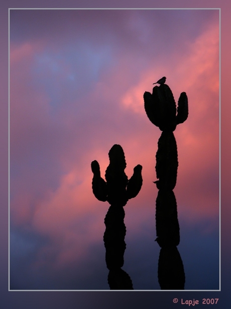 Papa en Mama cactus met vogeltje