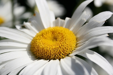 Margrietje.