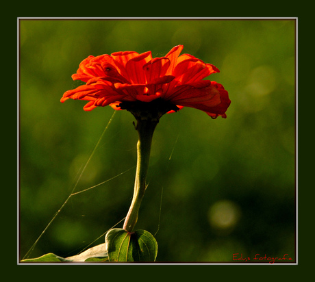 Is dit een Gerbera ?