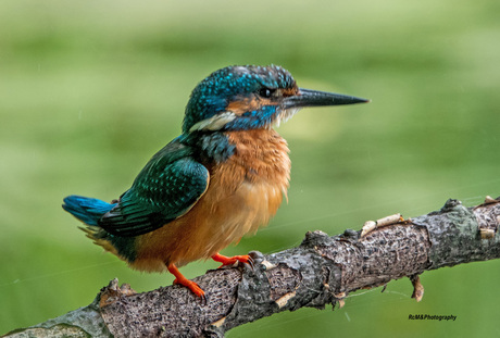 De IJsvogel.