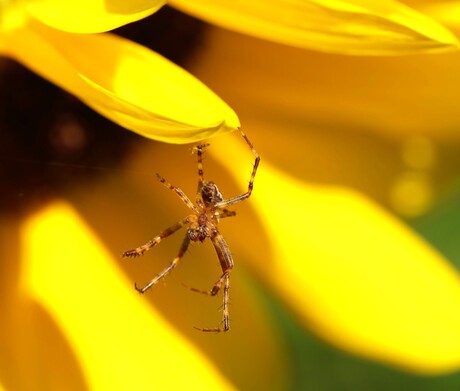 spinnetje aan een zonnebloemblad