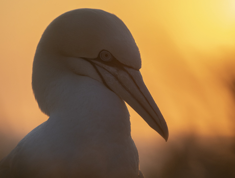 Jan-van-Gent bij zonsondergang