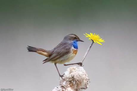een blauwtje lopen