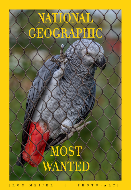 Most wanted NG fake cover