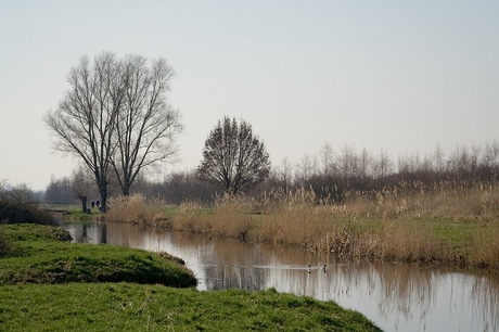 Polderlandschap