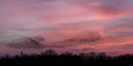 Dance of the Starlings