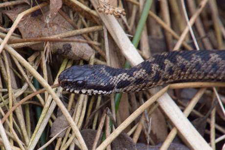 Adder
