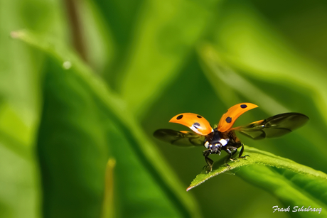 Coccinellidae
