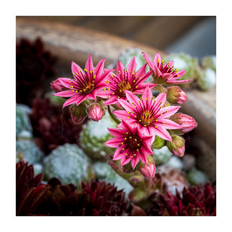 Sempervivum arachnoideum