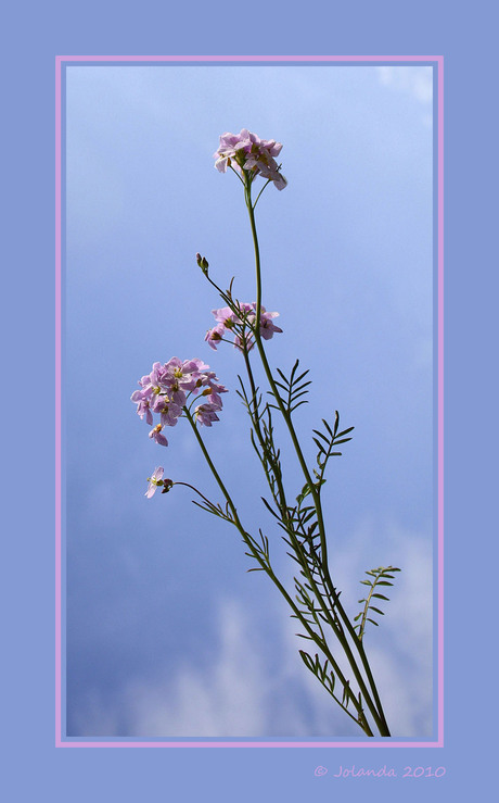 Pinksterbloemetjes