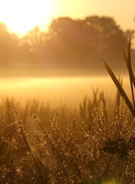 Opkomende zon