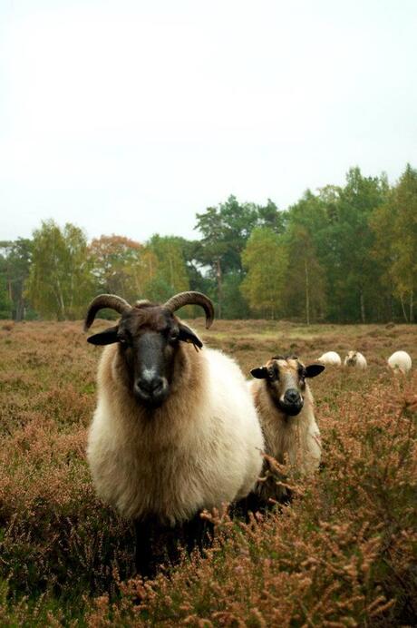 Nieuwsgierige schapen