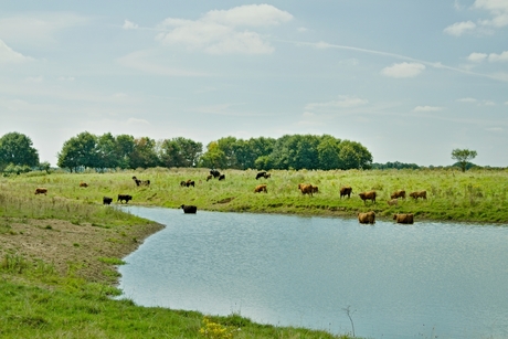 Taurosrunderen in en rond een plas.