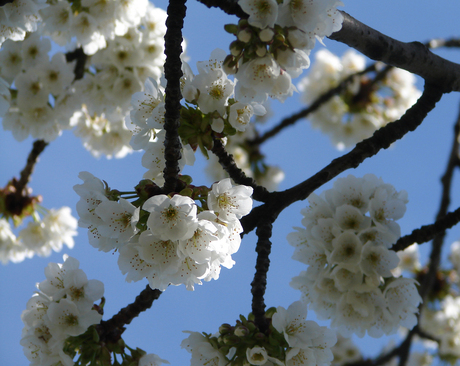 de lente is weer begonnen