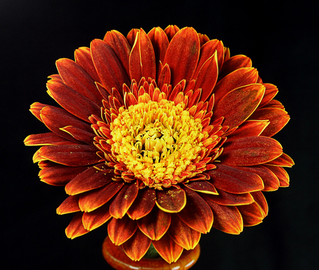 Gerbera 5