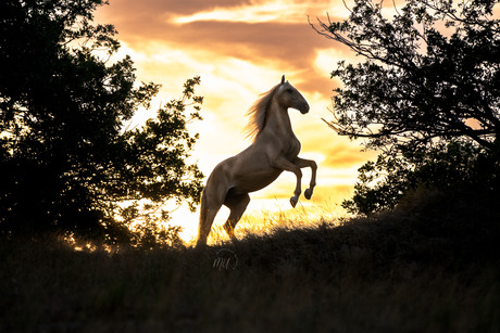 Het magische paard