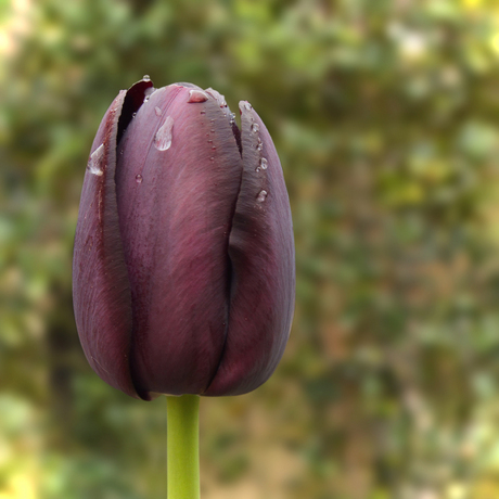 Tulp