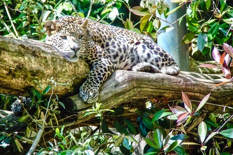 Panter 1
