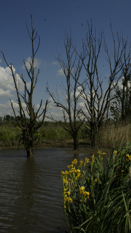 biesbosch