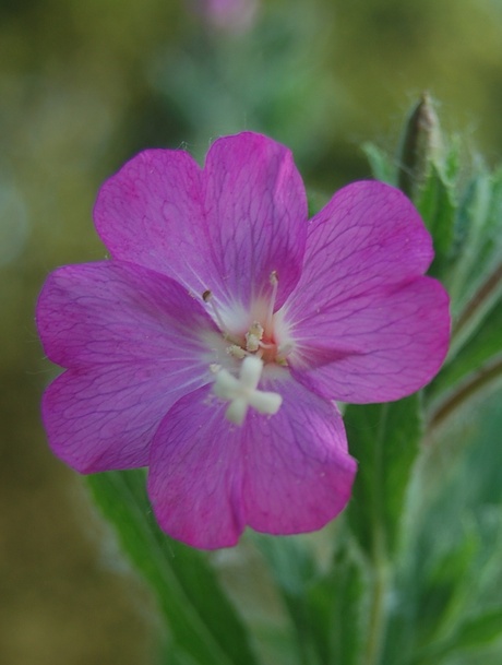 een bloem