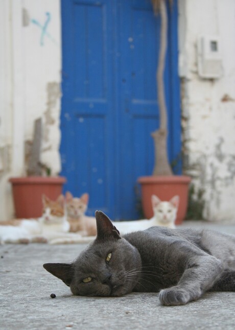 Greek cats