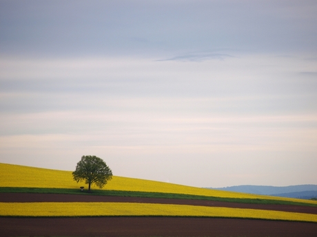 Saarlandse kleuren