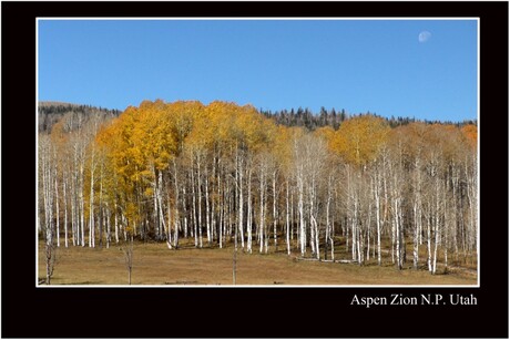 ASPEN ZION NP