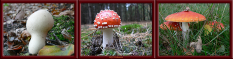 Amanita Muscaria